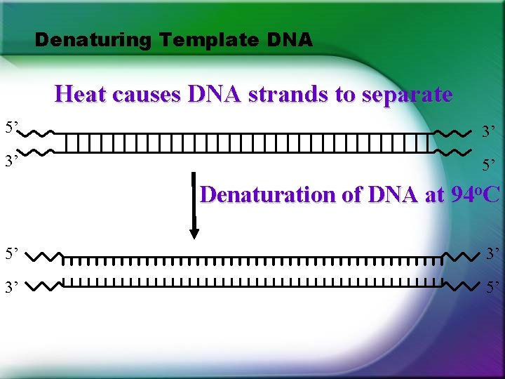 Denaturing Template DNA Heat causes DNA strands to separate 5’ 3’ 3’ 5’ Denaturation Denaturing Template DNA Heat causes DNA strands to separate 5’ 3’ 3’ 5’ Denaturation