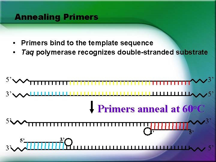 Annealing Primers • Primers bind to the template sequence • Taq polymerase recognizes double-stranded Annealing Primers • Primers bind to the template sequence • Taq polymerase recognizes double-stranded