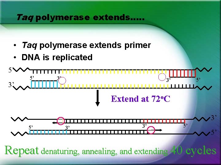 Taq polymerase extends…. . • Taq polymerase extends primer • DNA is replicated 5’ Taq polymerase extends…. . • Taq polymerase extends primer • DNA is replicated 5’