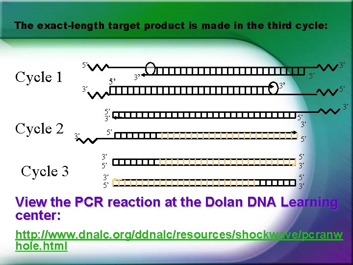 The exact-length target product is made in the third cycle: 5’ Cycle 1 Cycle The exact-length target product is made in the third cycle: 5’ Cycle 1 Cycle