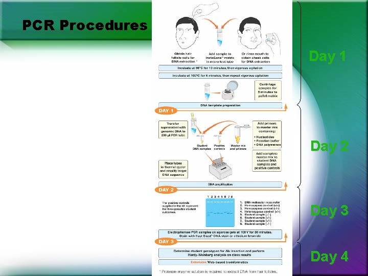 PCR Procedures Day 1 Day 2 Day 3 Day 4 PCR Procedures Day 1 Day 2 Day 3 Day 4