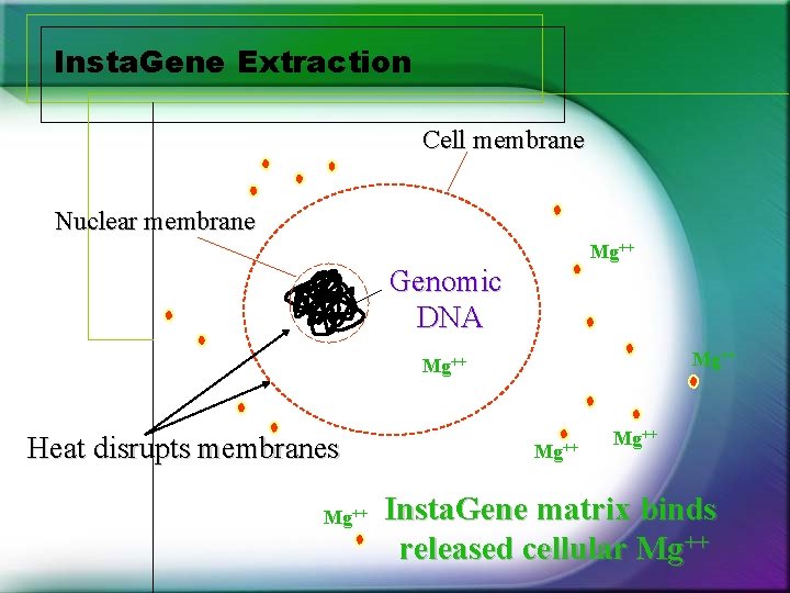 Insta. Gene Extraction Cell membrane Nuclear membrane Mg++ Genomic DNA Mg++ Heat disrupts membranes Insta. Gene Extraction Cell membrane Nuclear membrane Mg++ Genomic DNA Mg++ Heat disrupts membranes