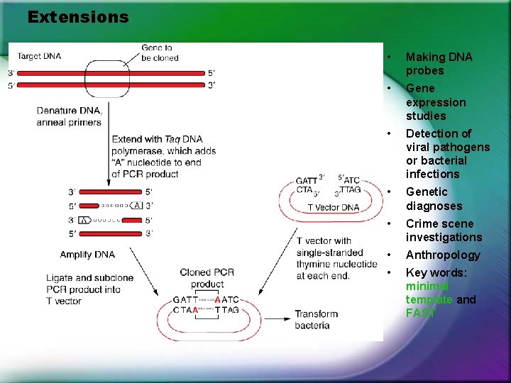 Extensions • Making DNA probes • Gene expression studies • Detection of viral pathogens Extensions • Making DNA probes • Gene expression studies • Detection of viral pathogens