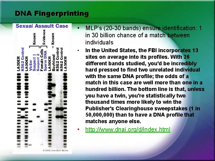 DNA Fingerprinting • MLP’s (20 -30 bands) ensure identification: 1 in 30 billion chance DNA Fingerprinting • MLP’s (20 -30 bands) ensure identification: 1 in 30 billion chance