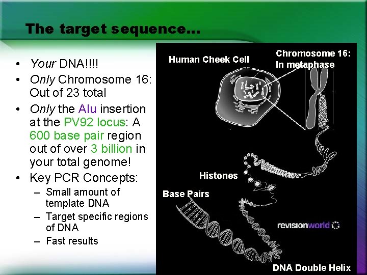 The target sequence… • Your DNA!!!! • Only Chromosome 16: Out of 23 total The target sequence… • Your DNA!!!! • Only Chromosome 16: Out of 23 total