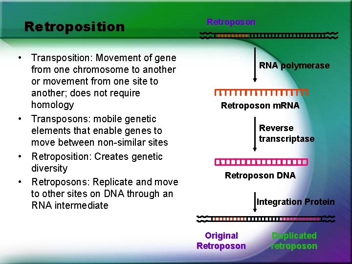 Retroposition • Transposition: Movement of gene from one chromosome to another or movement from Retroposition • Transposition: Movement of gene from one chromosome to another or movement from