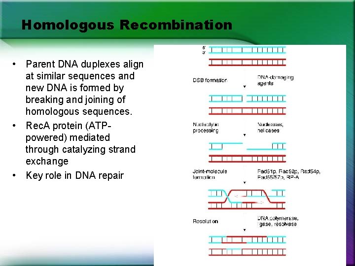 Homologous Recombination • Parent DNA duplexes align at similar sequences and new DNA is Homologous Recombination • Parent DNA duplexes align at similar sequences and new DNA is
