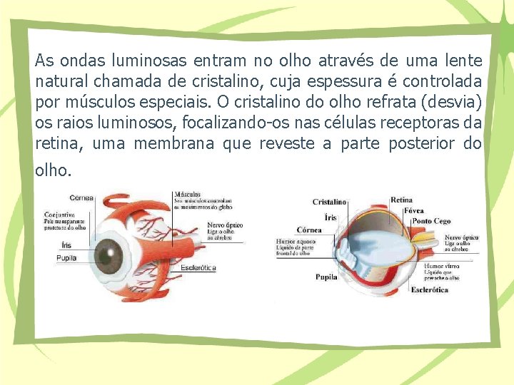 As ondas luminosas entram no olho através de uma lente natural chamada de cristalino,