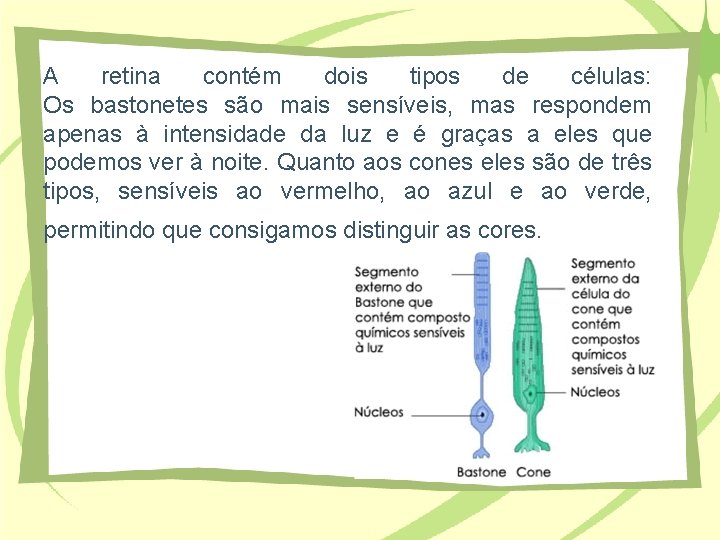 A retina contém dois tipos de células: Os bastonetes são mais sensíveis, mas respondem