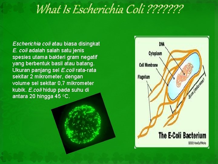 What Is Escherichia Coli ? ? ? ? Escherichia coli atau biasa disingkat E.