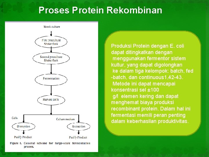 Proses Protein Rekombinan Produksi Protein dengan E. coli dapat ditingkatkan dengan menggunakan fermentor sistem