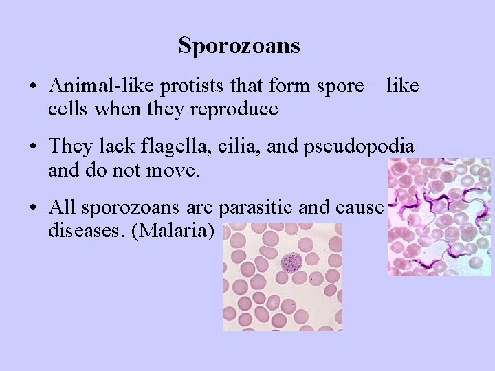 Sporozoans • Animal-like protists that form spore – like cells when they reproduce •