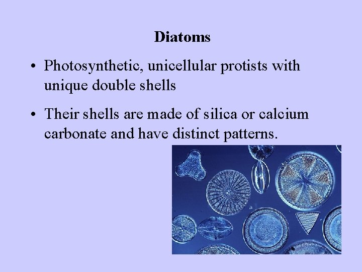 Diatoms • Photosynthetic, unicellular protists with unique double shells • Their shells are made