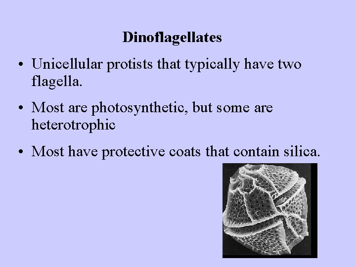 Dinoflagellates • Unicellular protists that typically have two flagella. • Most are photosynthetic, but