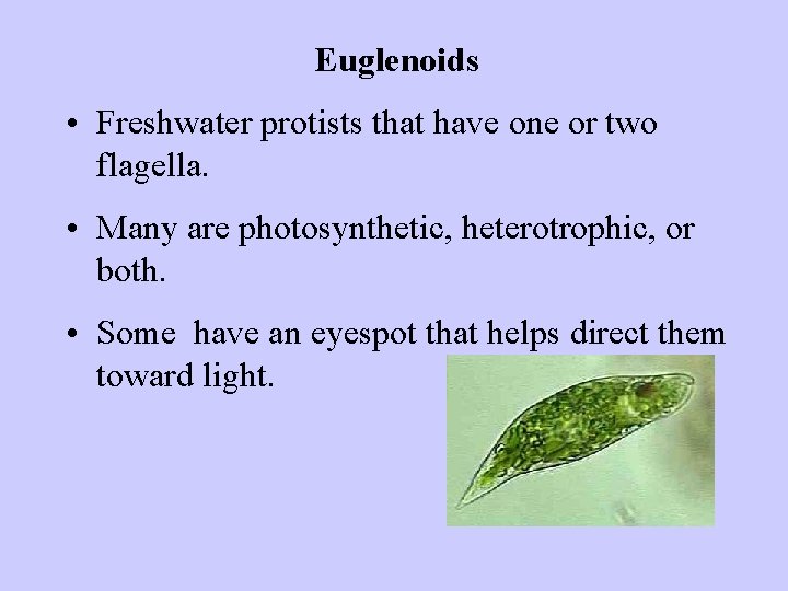 Euglenoids • Freshwater protists that have one or two flagella. • Many are photosynthetic,