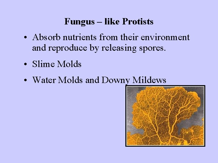 Fungus – like Protists • Absorb nutrients from their environment and reproduce by releasing