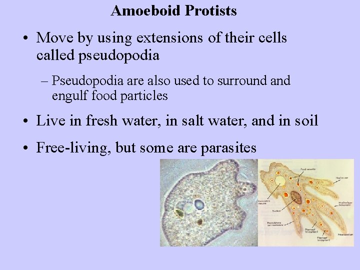 Amoeboid Protists • Move by using extensions of their cells called pseudopodia – Pseudopodia