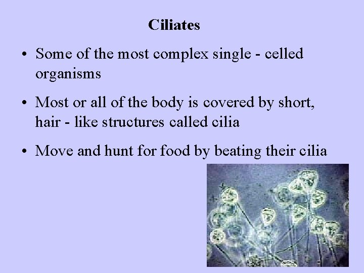 Ciliates • Some of the most complex single - celled organisms • Most or