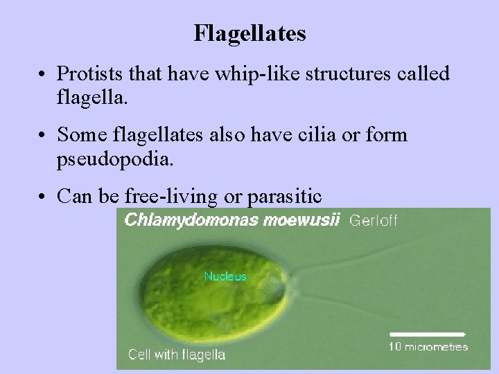 Flagellates • Protists that have whip-like structures called flagella. • Some flagellates also have