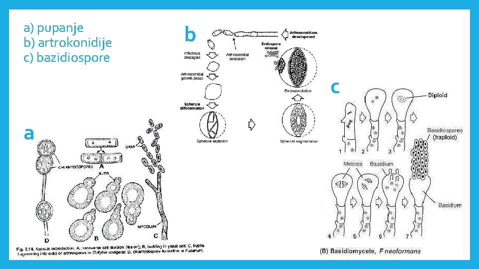 a) pupanje b) artrokonidije c) bazidiospore b c a 
