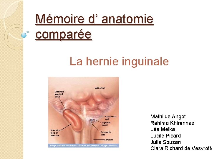 Mémoire d’ anatomie comparée La hernie inguinale Mathilde Angot Rahima Khirennas Léa Melka Lucile