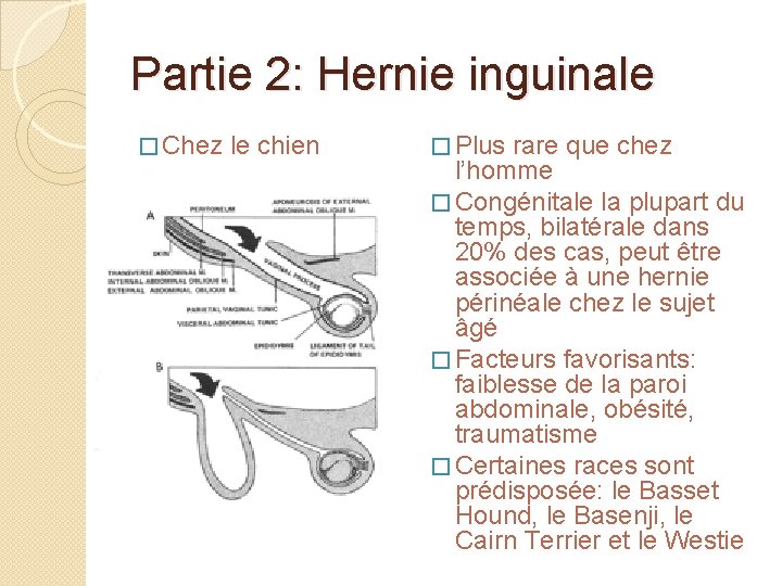 Partie 2: Hernie inguinale � Chez le chien � Plus rare que chez l’homme