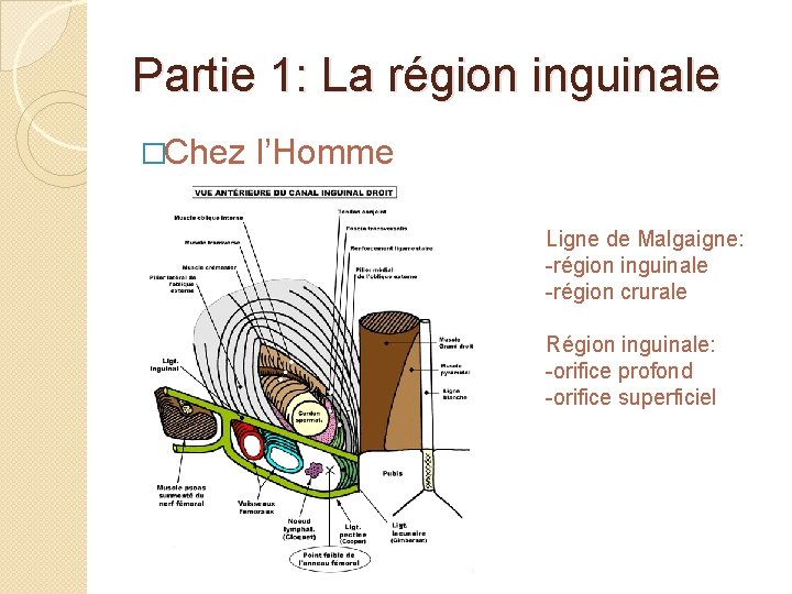 Partie 1: La région inguinale �Chez l’Homme Ligne de Malgaigne: -région inguinale -région crurale