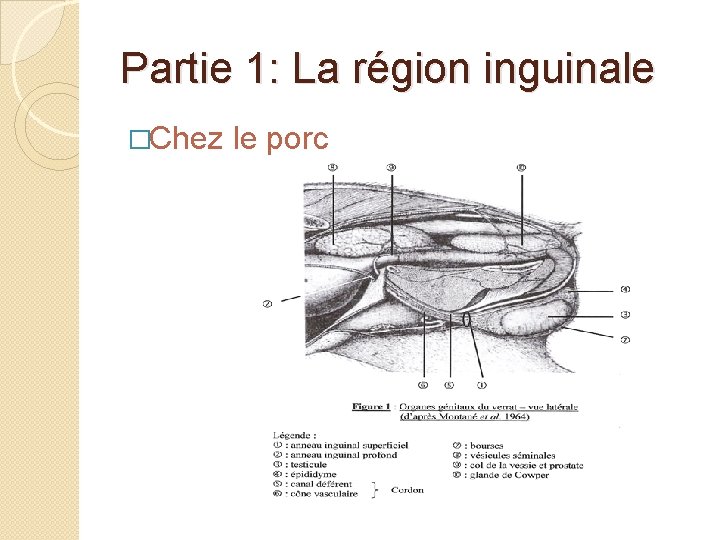 Partie 1: La région inguinale �Chez le porc 