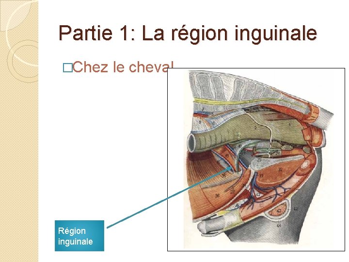 Partie 1: La région inguinale �Chez le cheval Région inguinale 