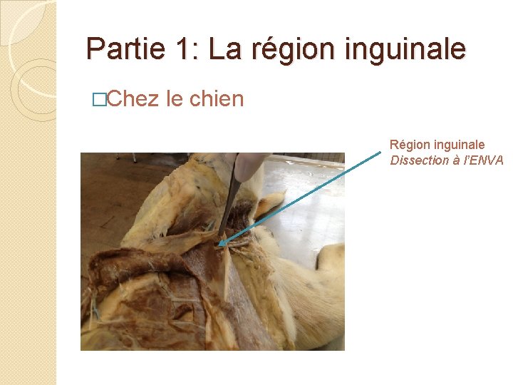 Partie 1: La région inguinale �Chez le chien Région inguinale Dissection à l’ENVA 