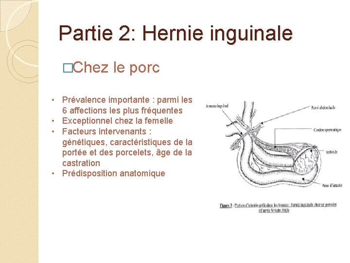 Partie 2: Hernie inguinale �Chez le porc • Prévalence importante : parmi les 6