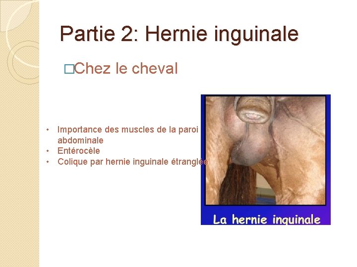 Partie 2: Hernie inguinale �Chez le cheval • Importance des muscles de la paroi