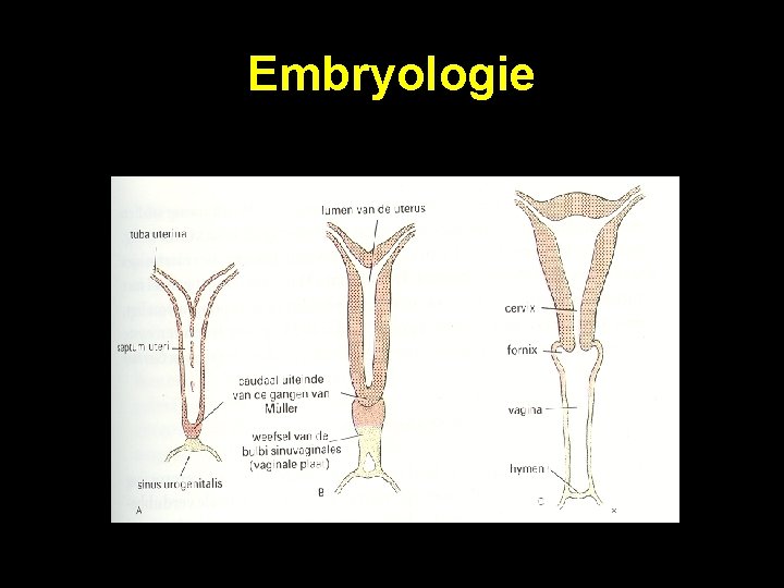 Embryologie 