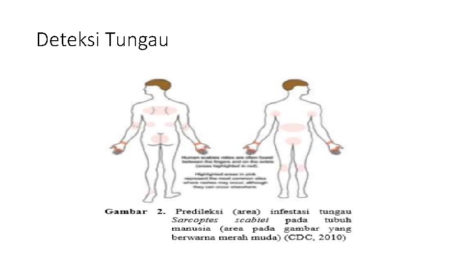 Deteksi Tungau 