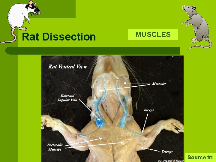 Rat Dissection MUSCLES Source #1 