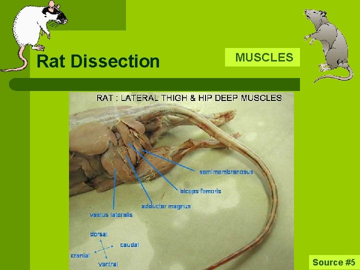 Rat Dissection MUSCLES Source #5 