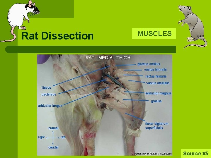 Rat Dissection MUSCLES Source #5 