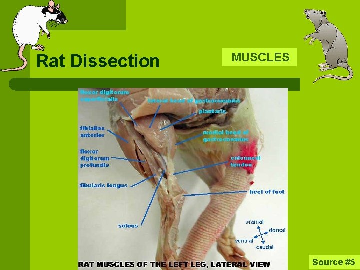 Rat Dissection MUSCLES Source #5 