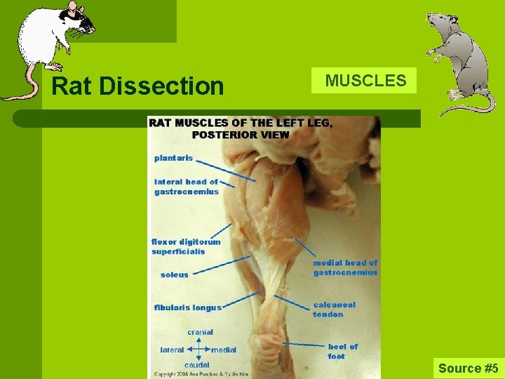 Rat Dissection MUSCLES Source #5 