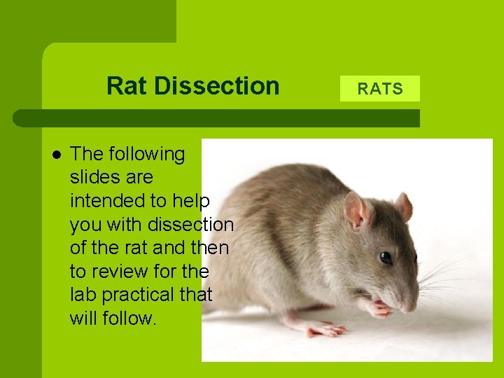 Rat Dissection l The following slides are intended to help you with dissection of