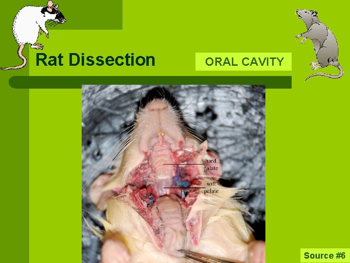 Rat Dissection ORAL CAVITY Source #6 