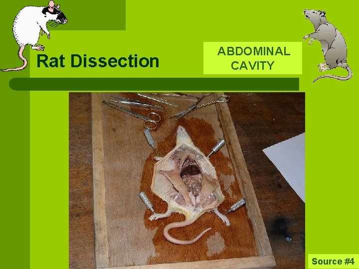 Rat Dissection ABDOMINAL CAVITY Source #4 