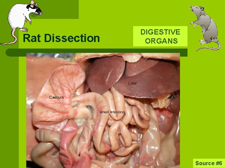 Rat Dissection DIGESTIVE ORGANS Source #6 
