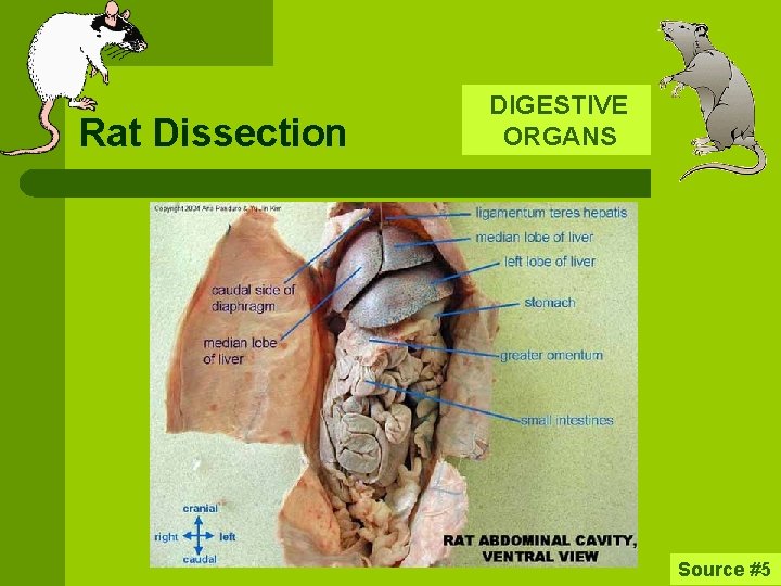 Rat Dissection DIGESTIVE ORGANS Source #5 