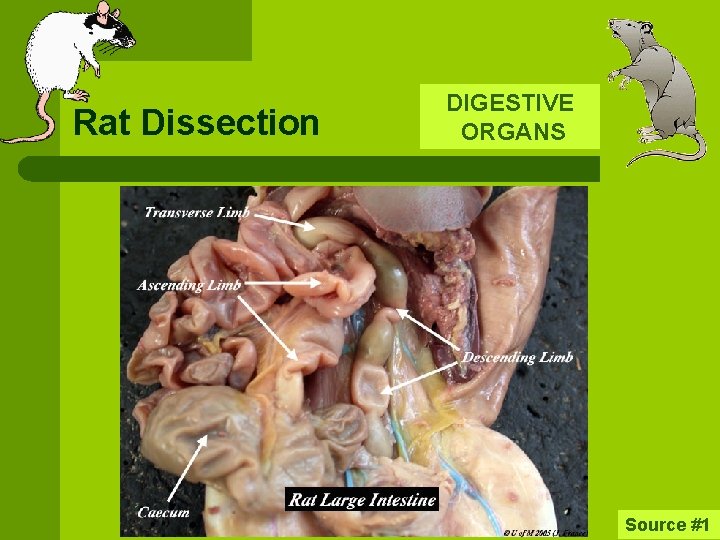 Rat Dissection DIGESTIVE ORGANS Source #1 