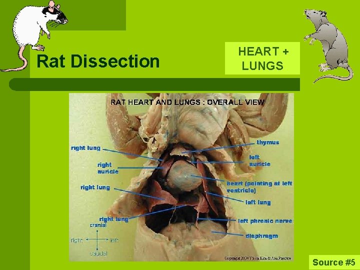 Rat Dissection HEART + LUNGS Source #5 