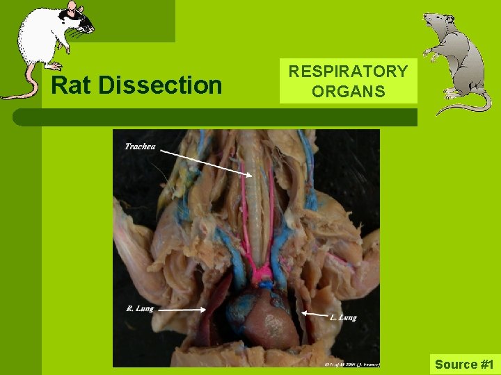 Rat Dissection RESPIRATORY ORGANS Source #1 