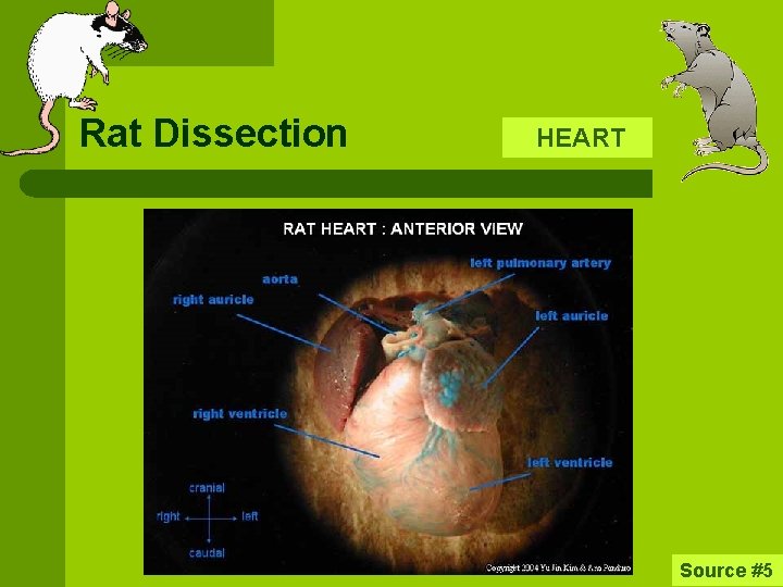 Rat Dissection HEART Source #5 