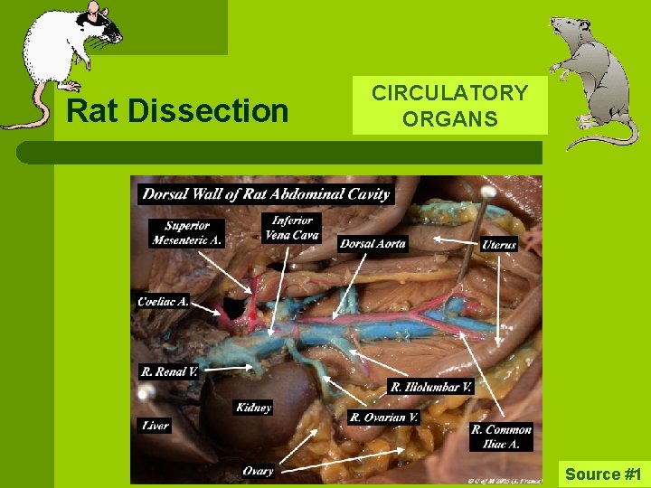 Rat Dissection CIRCULATORY ORGANS Source #1 