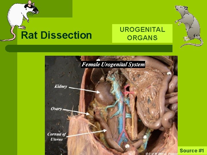 Rat Dissection UROGENITAL ORGANS Source #1 